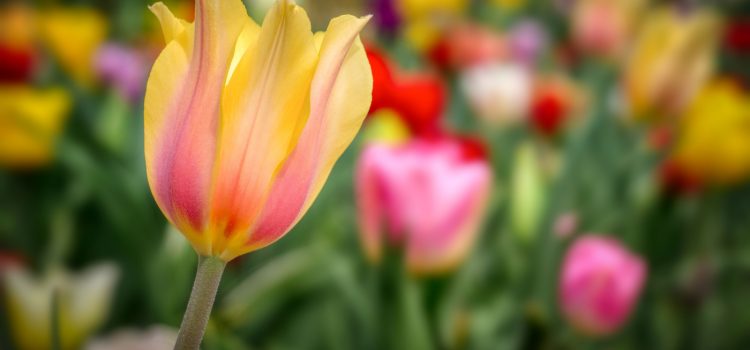 Farbberatung - Lydia Maier Imageberatung